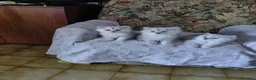 Persiano gatti in vendita: PERSIANO  CHINCHILLA- SILVER - Annuncio 4