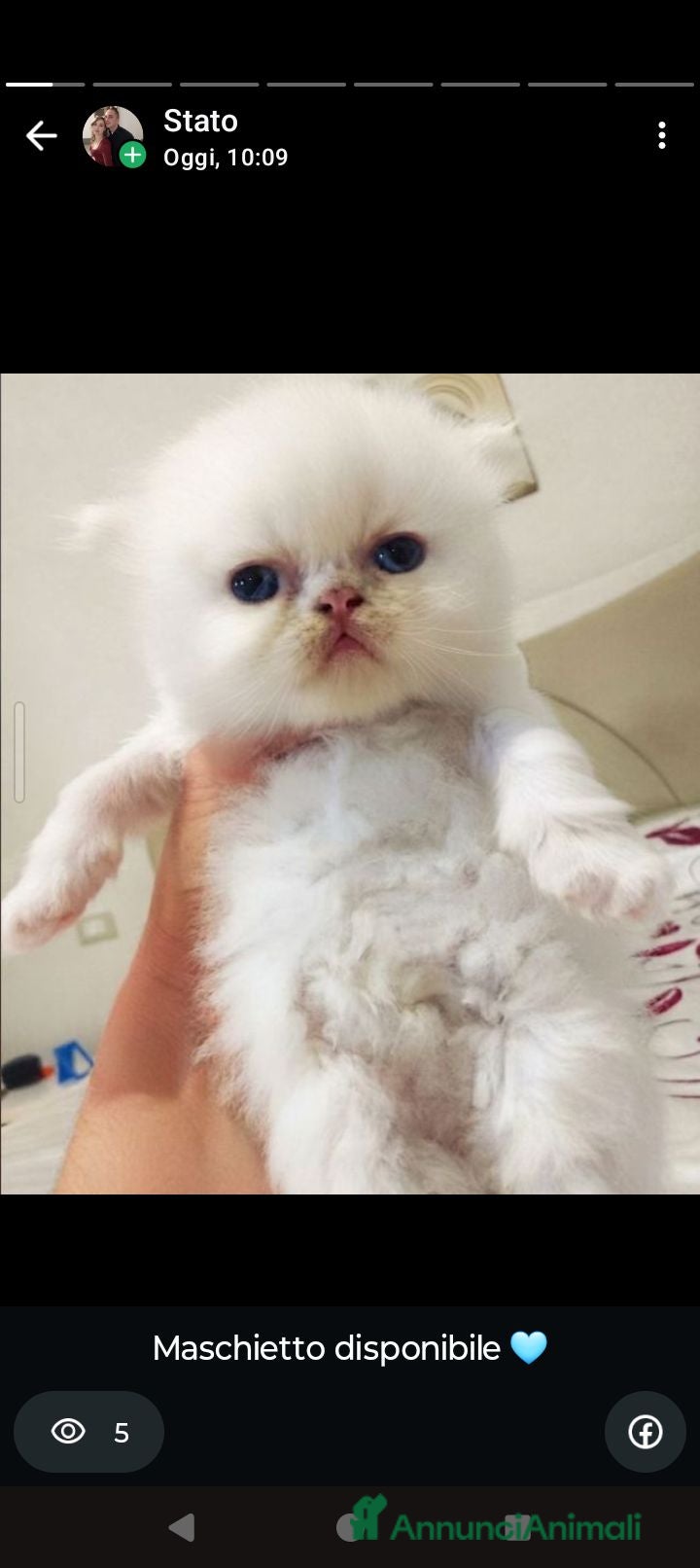 Persiano gatti Gattini persiani  - Annuncio 14