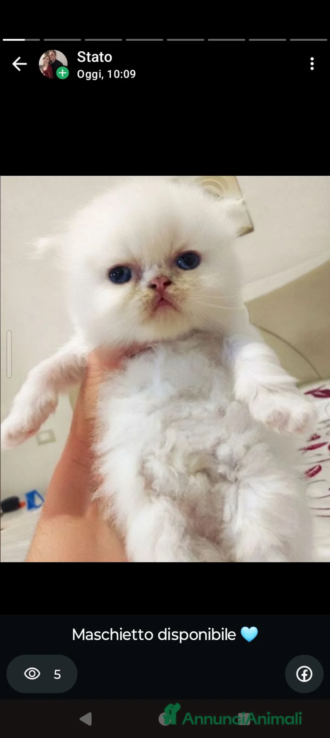 Persiano gatti in vendita: Gattini persiani  - Annuncio 1