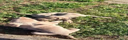Weimaraner cani in vendita: Cuccioli Weimaraner  - Annuncio 31