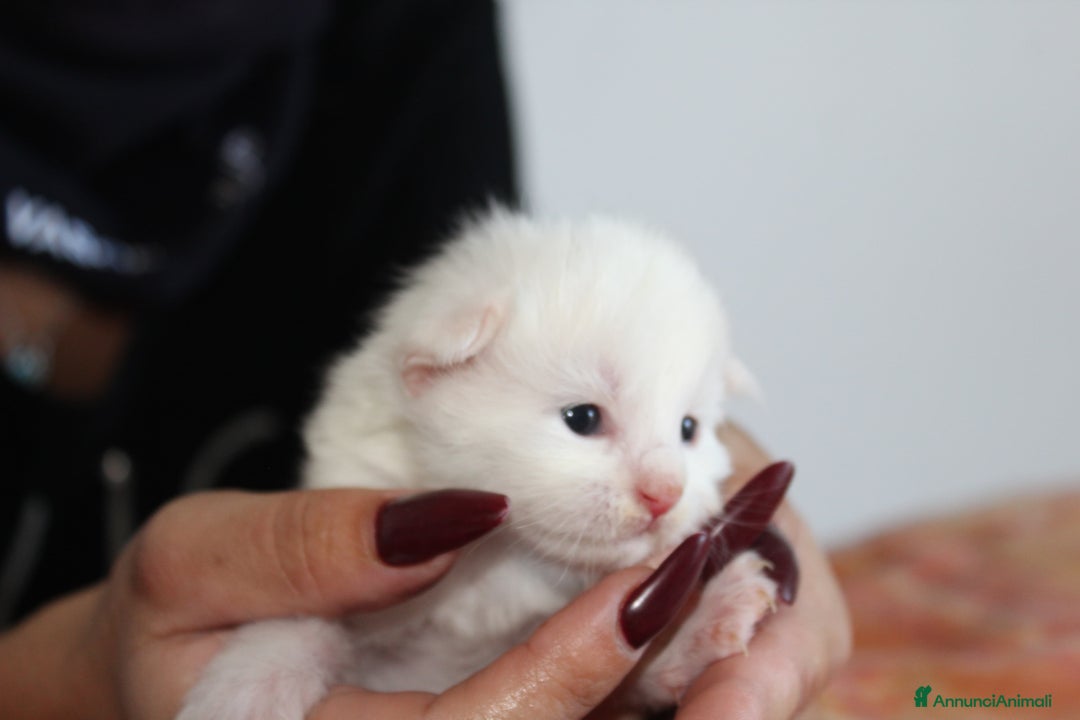 Maine Coon gatti in vendita: Maine Coon  - Immagine 5