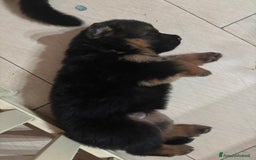 Pastore Tedesco cani in vendita: Cuccioli Pastore Tedesco  a Provincia di Caserta - Immagine 4