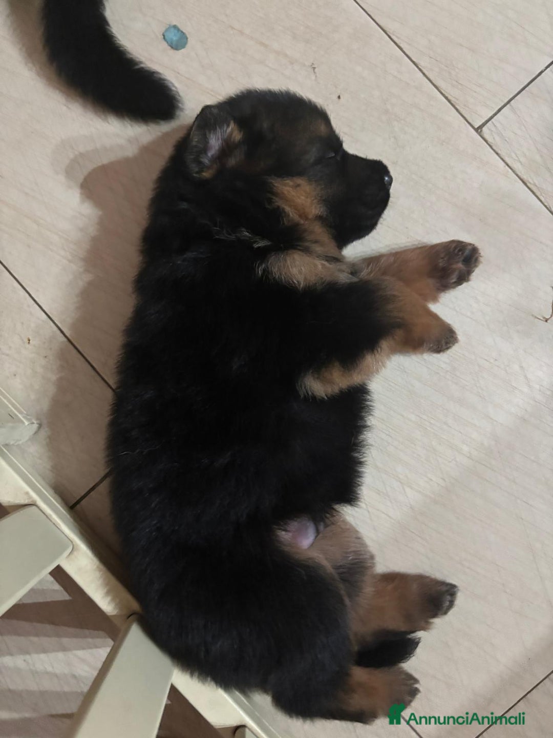 Pastore Tedesco cani in vendita: Cuccioli Pastore Tedesco  a Provincia di Caserta - Immagine 4