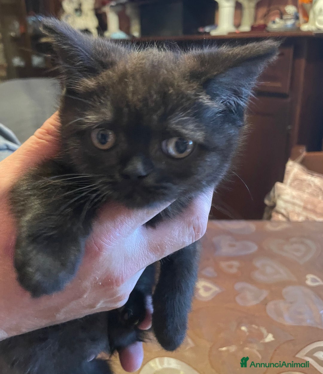 Scottish gatti in vendita: CUCCIOLI SCOTTISH STRAIGHT MASCHIO E FEMMINA  - Annuncio 7