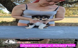 Collie cani in vendita: Collie pastore scozzese  a Provincia di Viterbo - Immagine 10