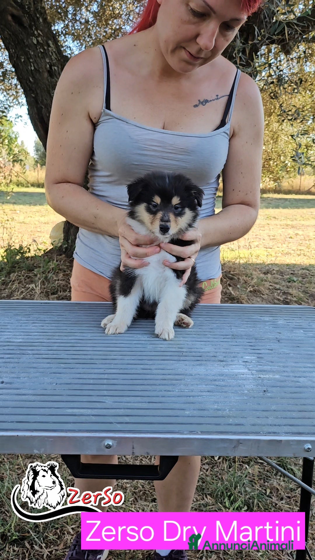 Collie cani in vendita: Collie pastore scozzese  a Provincia di Viterbo - Immagine 10