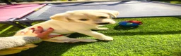 Golden Retriever cani in vendita: Golden Retriever Cuccioli Disponibili a Provincia di Cosenza - Annuncio 2