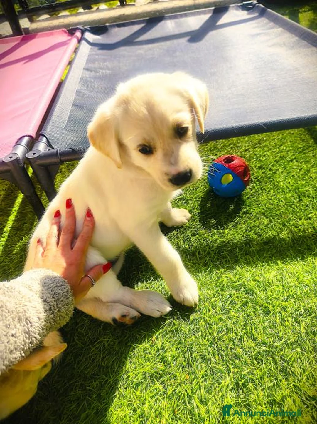 Golden Retriever cani in vendita: Golden Retriever Cuccioli Disponibili a Provincia di Cosenza - Annuncio 2