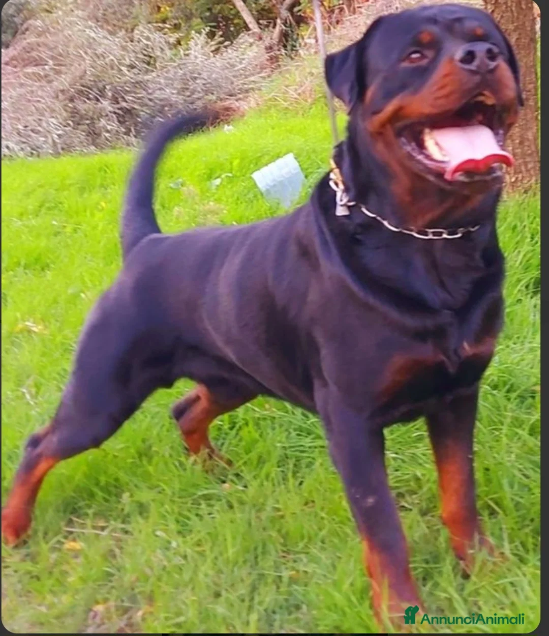 Rottweiler cani in vendita: Cuccioli Rottweiler - Annuncio 2