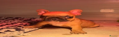 Bulldog Francese Cucciolo 2