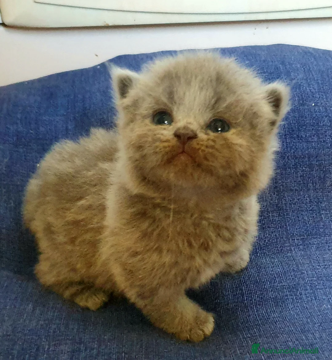 British gatti in vendita: Cucciole British shorthair blu con pedigree  - Annuncio 5