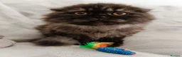 Scottish gatti in vendita: Gattina highland fold  - Annuncio 3