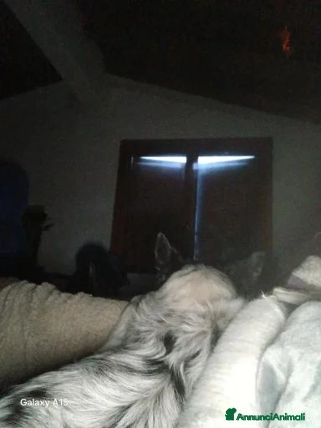 Meticcio cani in vendita: cuccioli pastori blue merle - Annuncio 2