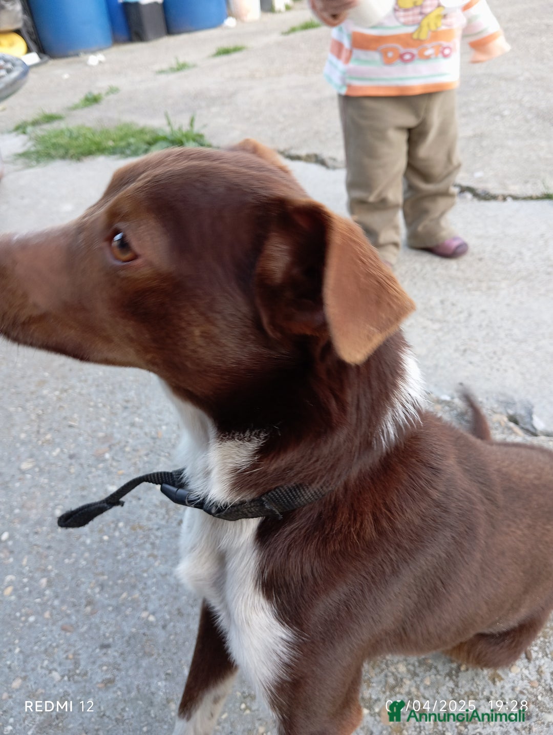 Meticcio cani in regalo: Cucciolo meticcio di 2 anni cerca casa, regalo🐾 a Provincia di Asti - Annuncio 7