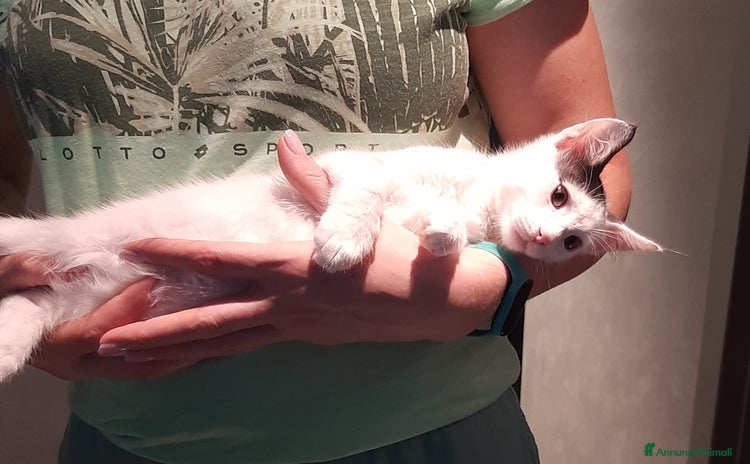 Meticcio gatti - Annuncio 18