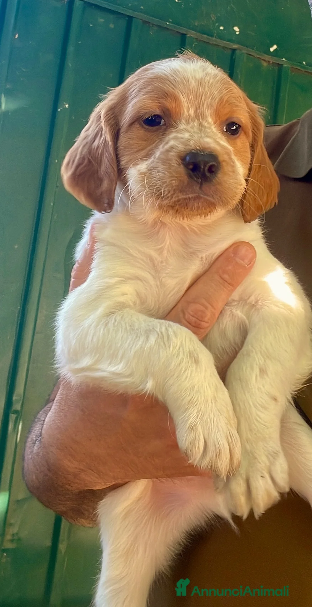 Breton cani in vendita: Breton  - Annuncio 2