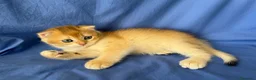 Scottish gatti in vendita: Splendidi cuccioli Scottish Fold e Straight - Annuncio 34