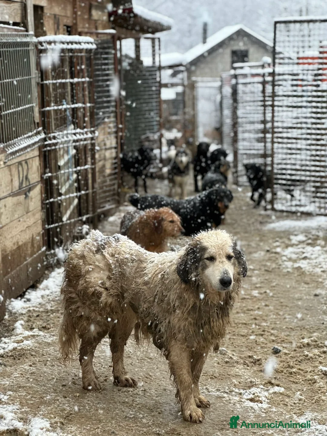 Meticcio cani in regalo: GRISU', dolce gigante buono cerca famiglia! - Annuncio 8