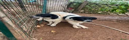 Meticcio cani in regalo: Mimì cucciola dagli occhi tristi a Provincia di Frosinone - Annuncio 3