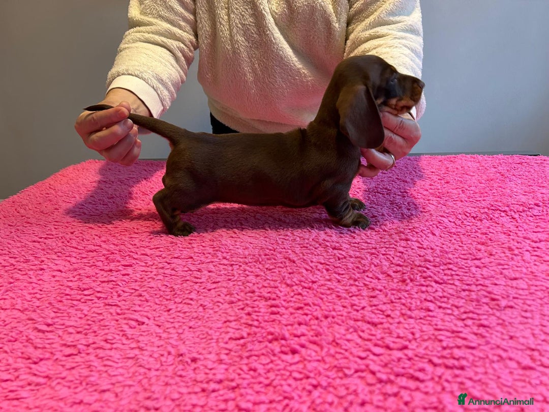 Bassotto cani in vendita: Bassotti Tedeschi Nani a Pelo Corto-Pedigree  - Annuncio 11