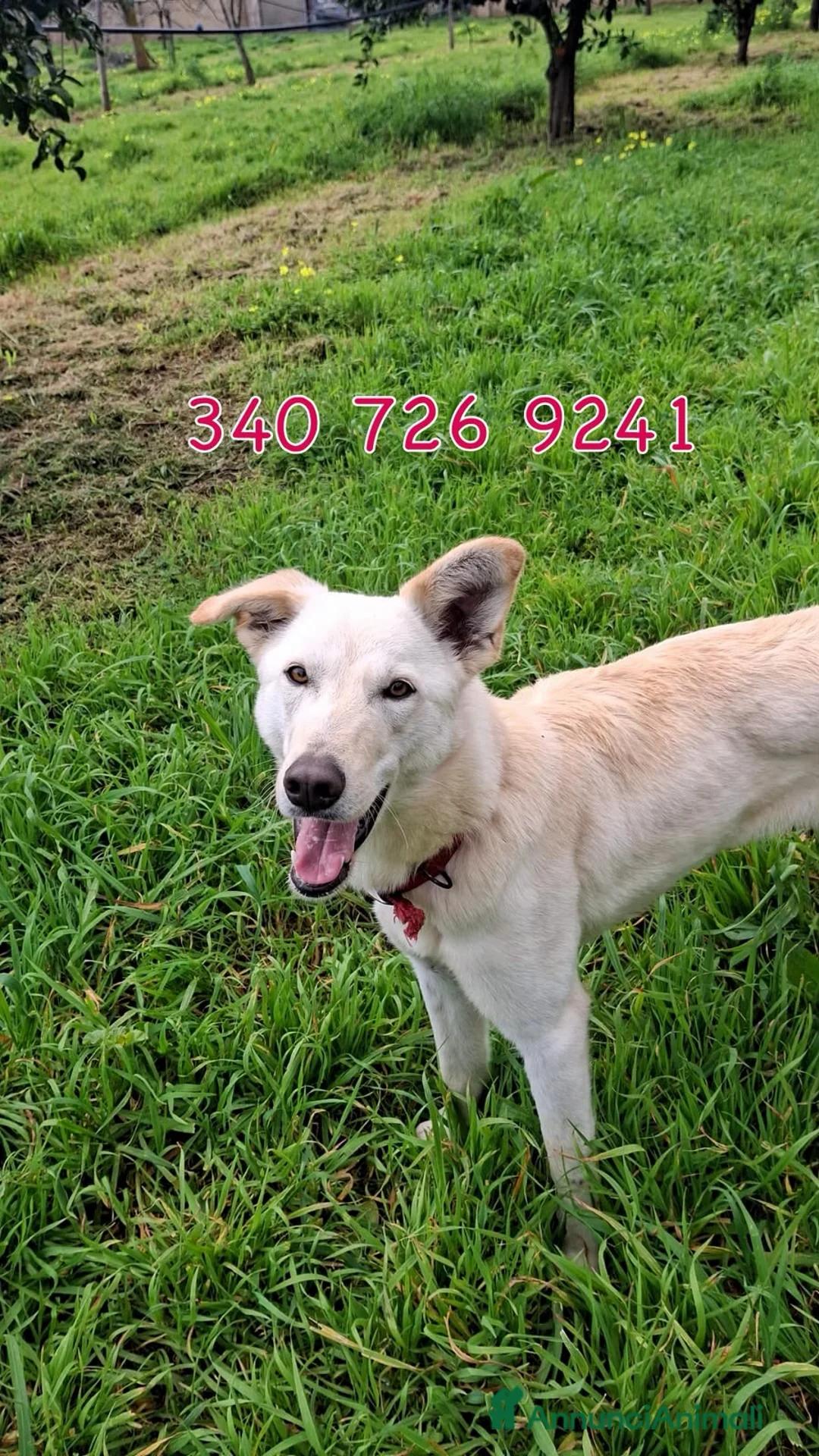 Meticcio cani in regalo: ERIS 🩷 una cagnolina che sorride alla vita a Provincia di Arezzo - Annuncio 1