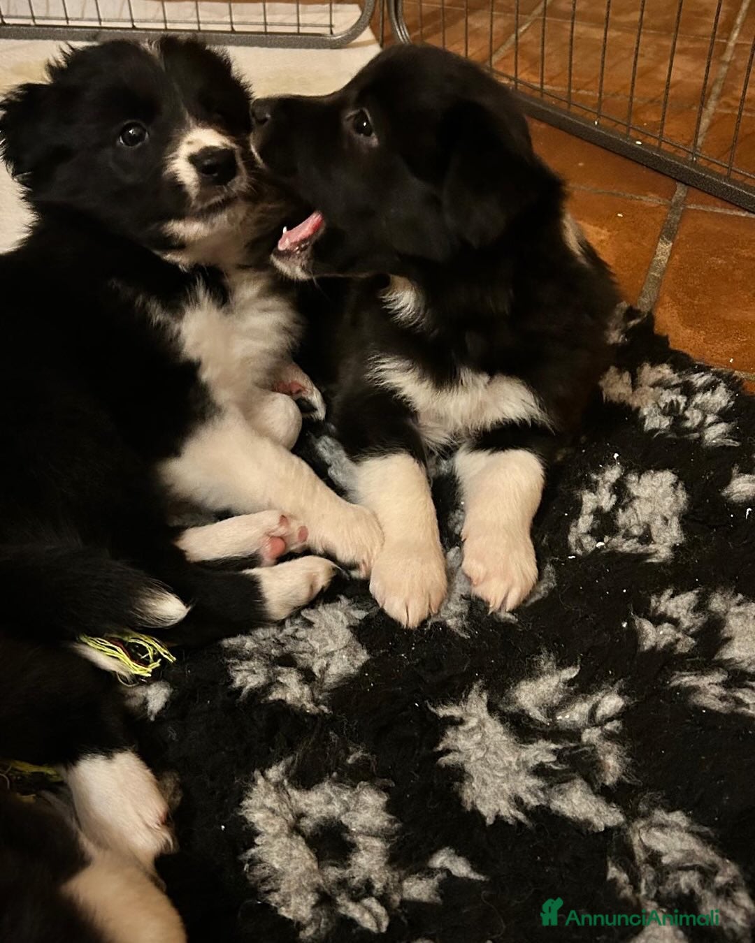 Border Collie cani in vendita: CUCCIOLI BORDER COLLIE - Annuncio 3