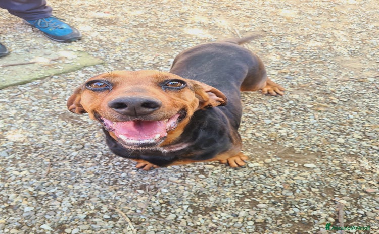 Meticcio cani a Città Metropolitana di Firenze - Annuncio 19