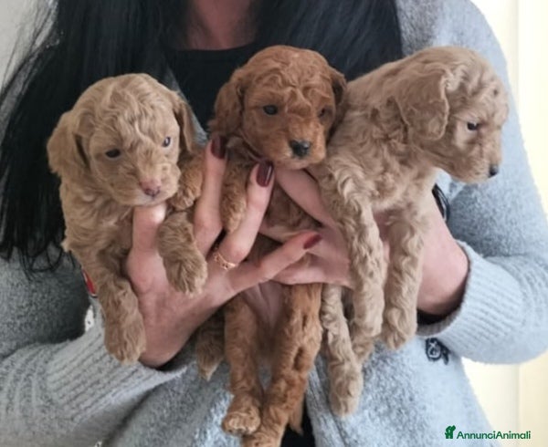 Barboncino Toy cani Barboncino toy  - Annuncio 1