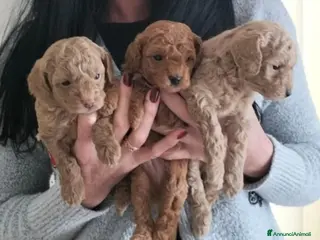 Barboncino Toy cani Barboncino toy - Annuncio 1