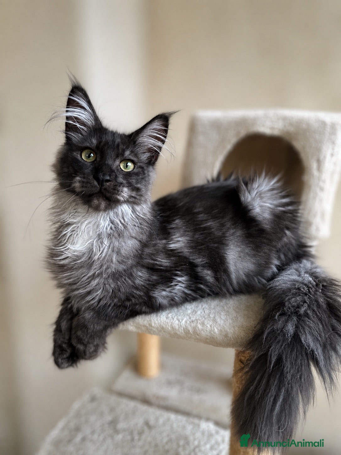 Maine Coon gatti Maine Coon  - Annuncio 24