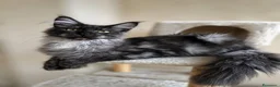 Maine Coon gatti in vendita: Maine Coon  - Annuncio 1