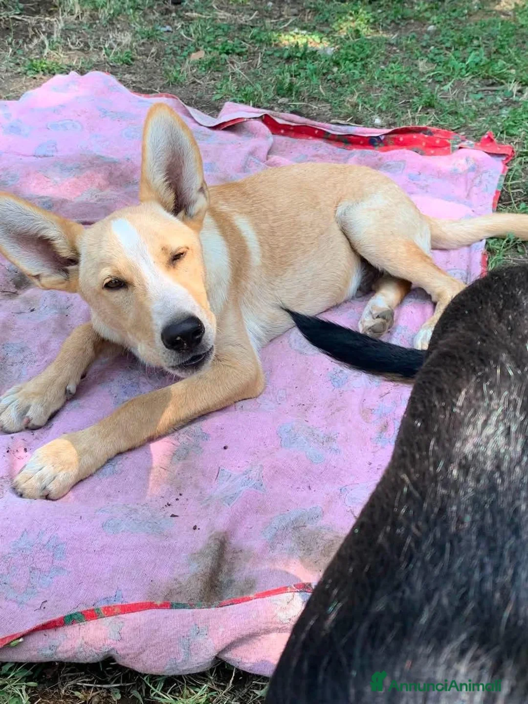 Meticcio cani in regalo: Donato 10mesi kg10 aspetta da cucciolo.SALERNO - Annuncio 1