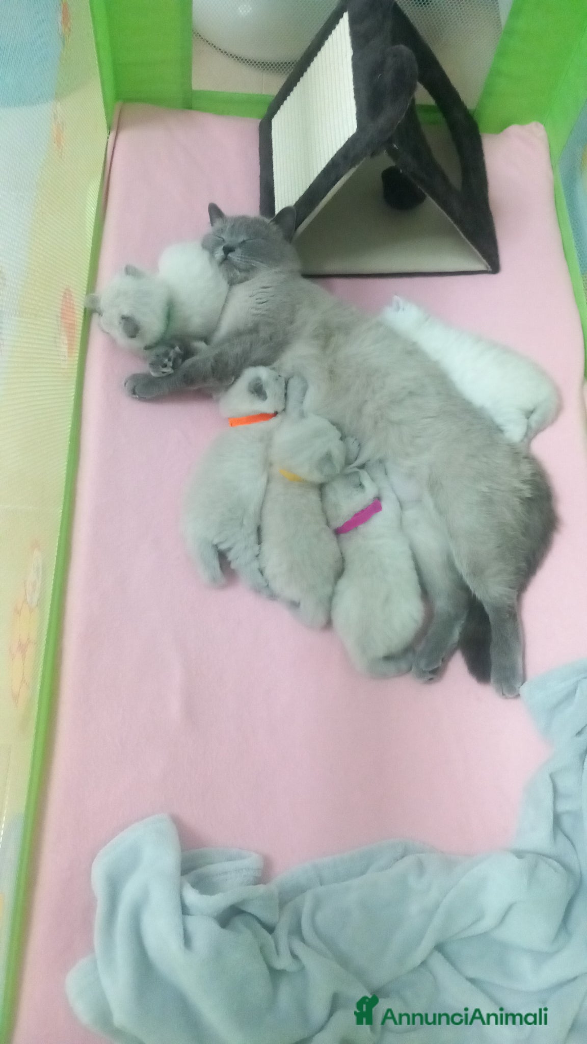 Scottish gatti Cuccioli scottish fold e straight  - Annuncio 1