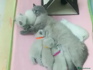 Scottish gatti Cuccioli scottish fold e straight - Annuncio 1