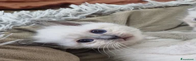 Sacro di Birmania Gattino 2