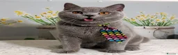 Scottish gatti in vendita: Scottish Straight Marloy - Annuncio 4