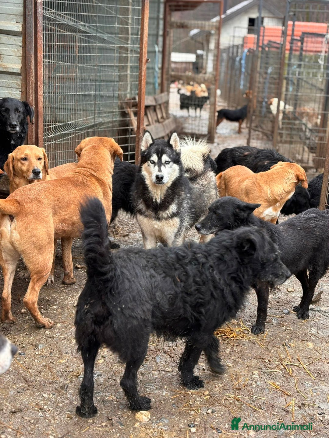 Husky cani in regalo: ECHO, fantastica SIBERIAN HUSKY dagli occhi blu! - Annuncio 6