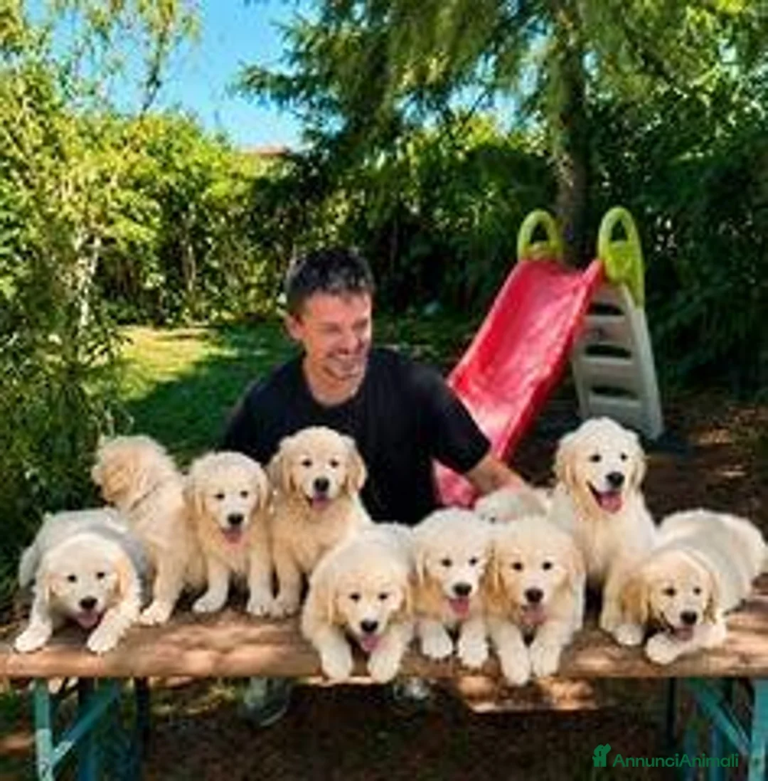 Golden Retriever cani in vendita: Golden Retriever Femmina - Annuncio 2