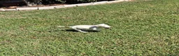Jack Russell cani in vendita: Jack Russell terrier - Annuncio 7