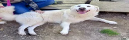 Pastore Maremmano cani in regalo: Tony anima dolcissima rinchiuso dentro un recinto - Annuncio 10