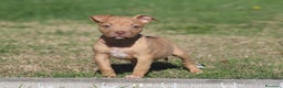 Pitbull cani in vendita: Cuccioli Pit Bull con Pedigree anche a rate - Annuncio 21