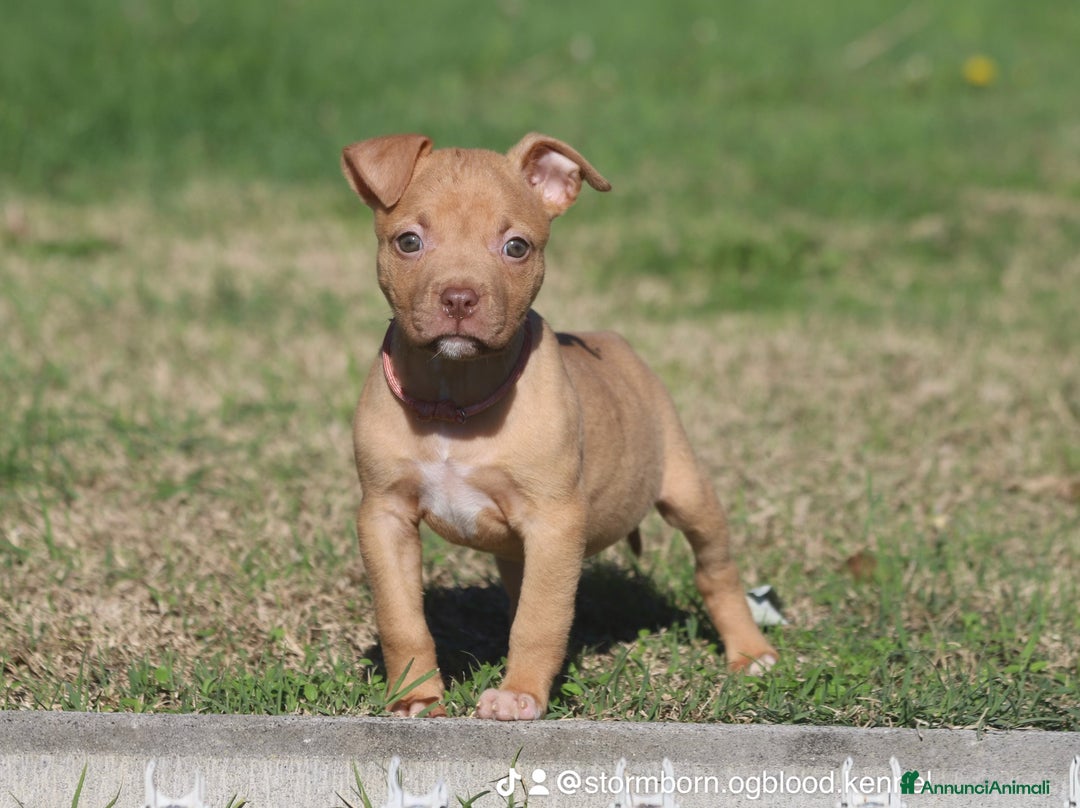 Pitbull cani in vendita: Cuccioli Pit Bull con Pedigree anche a rate - Annuncio 21