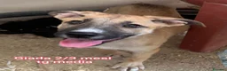 Meticcio cani in regalo: TANTI CUCCIOLI SOLI! a Provincia di Vicenza - Annuncio 8