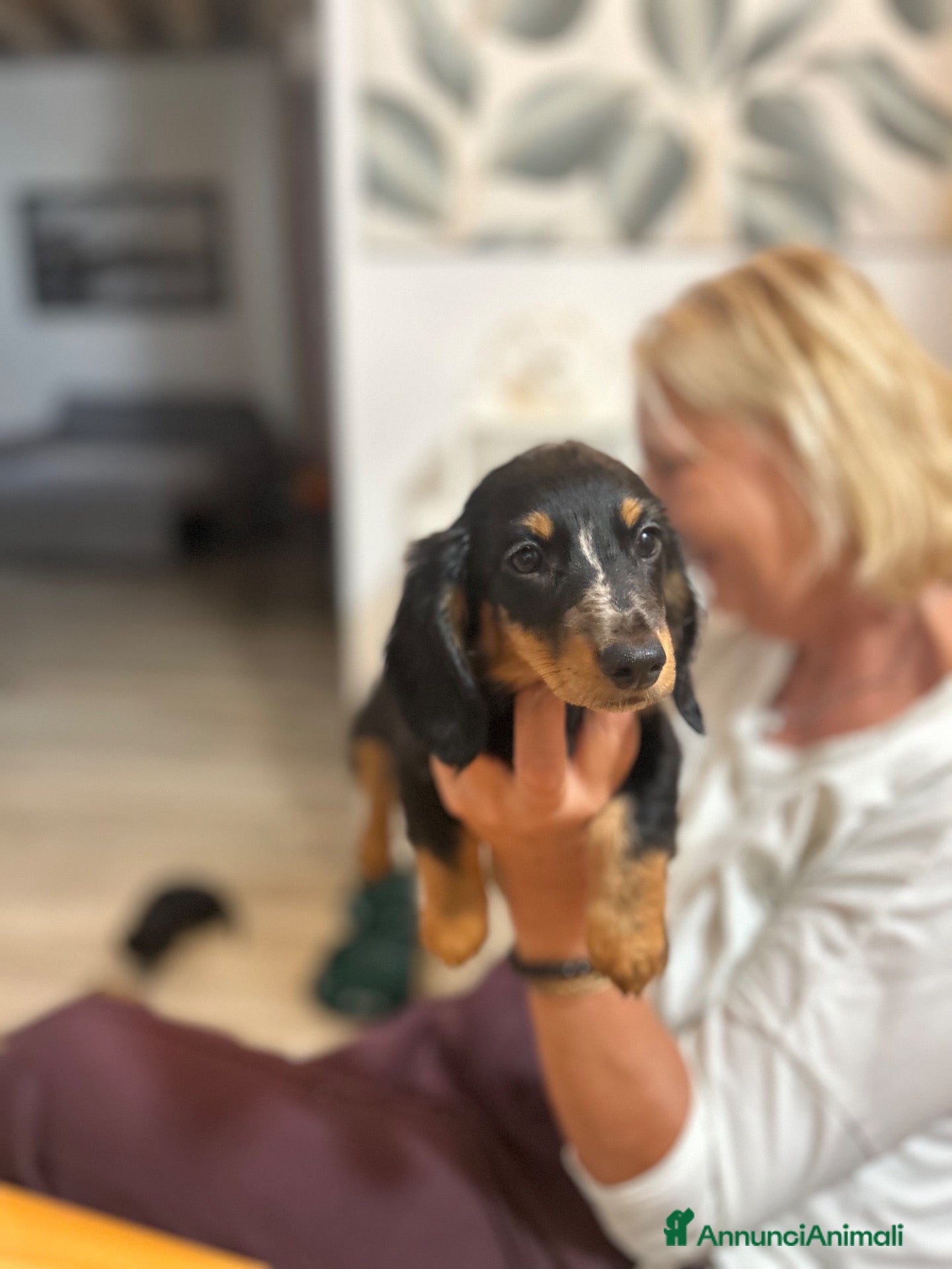 Bassotto Nano cani Bassotto nano  - Annuncio 4