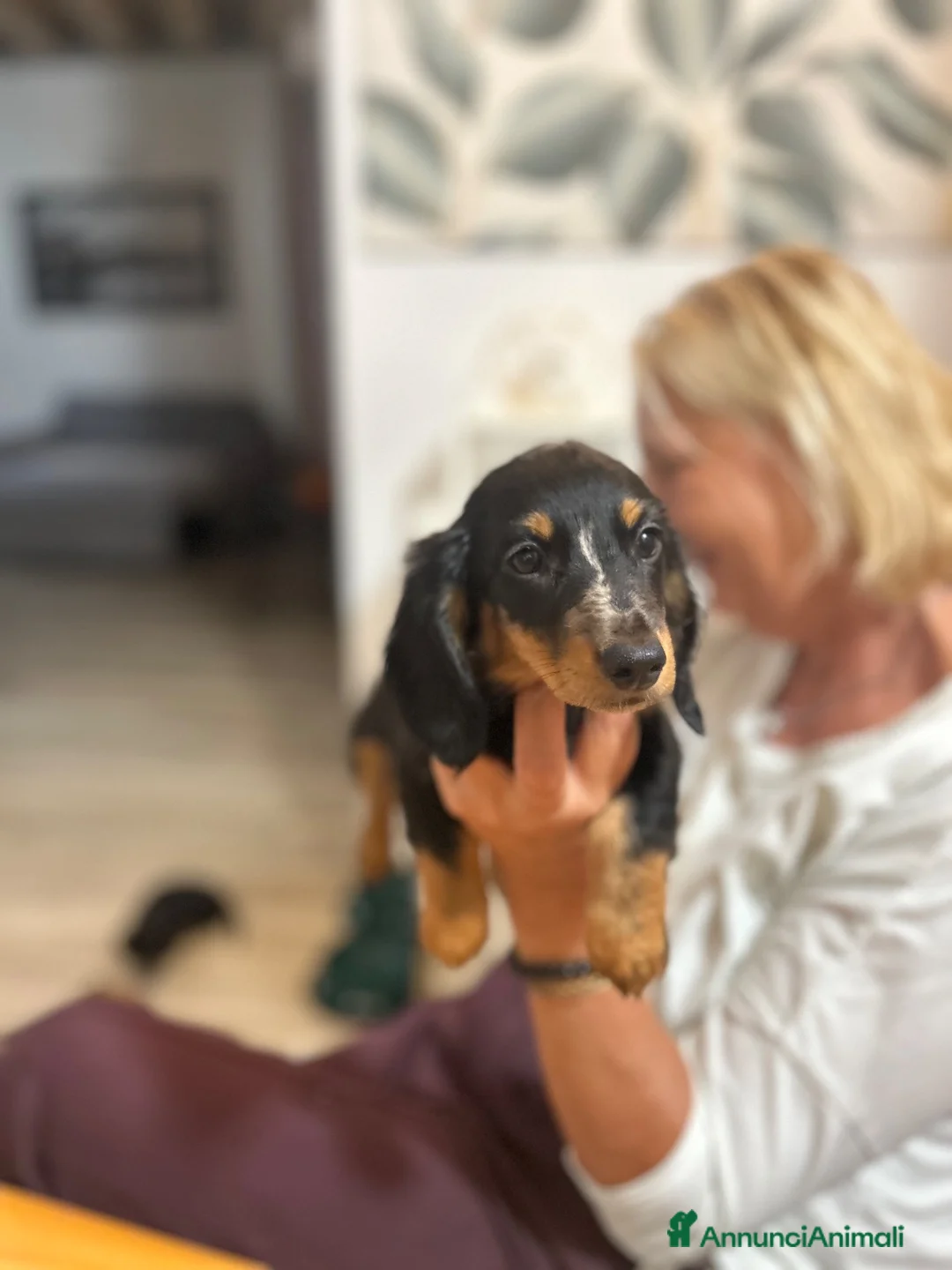Bassotto Nano cani in vendita: Bassotto nano  - Annuncio 1
