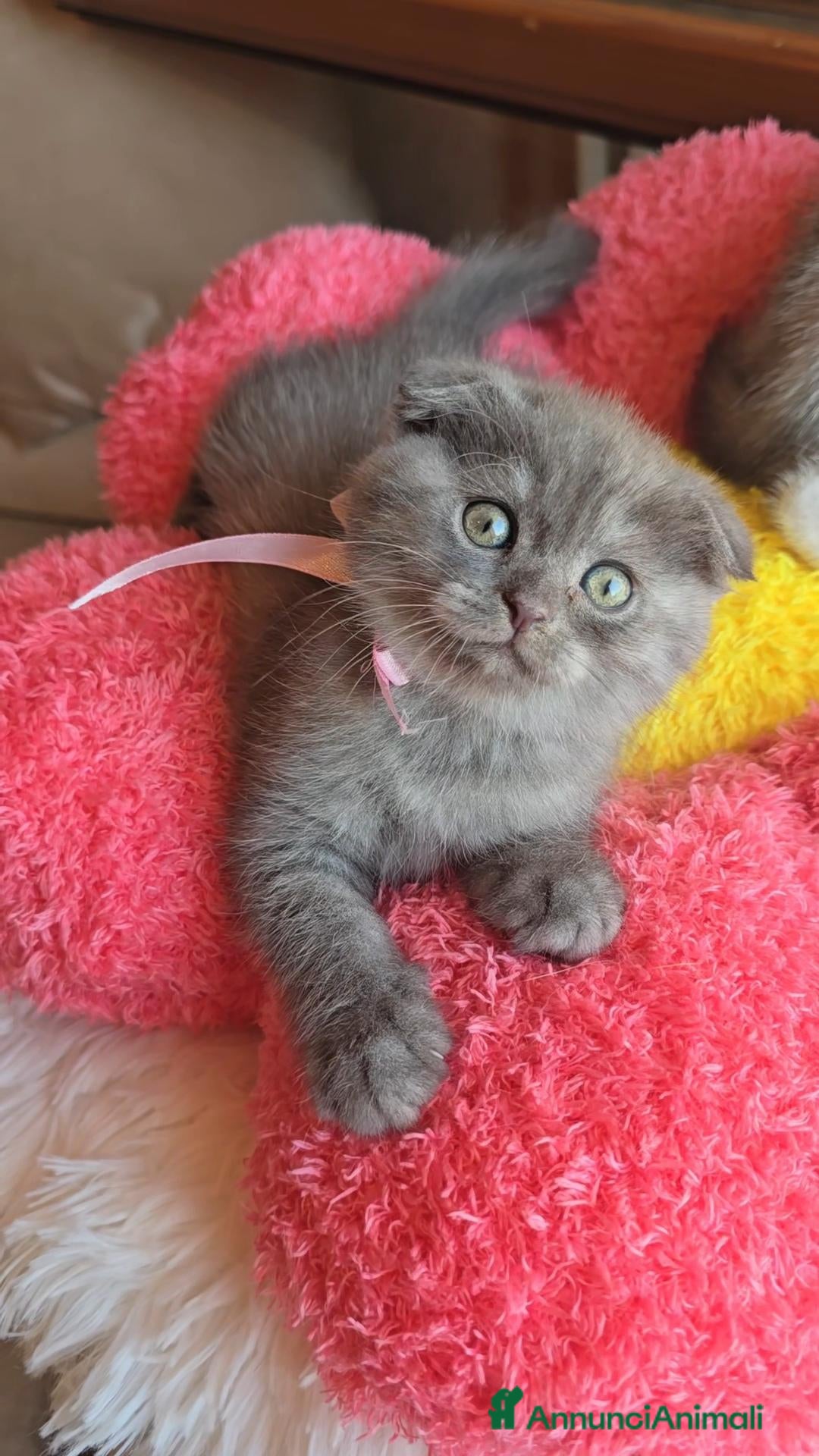 Scottish gatti Scottish fold e straight  - Annuncio 19