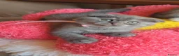 Scottish gatti in vendita: Scottish fold e straight  - Annuncio 2