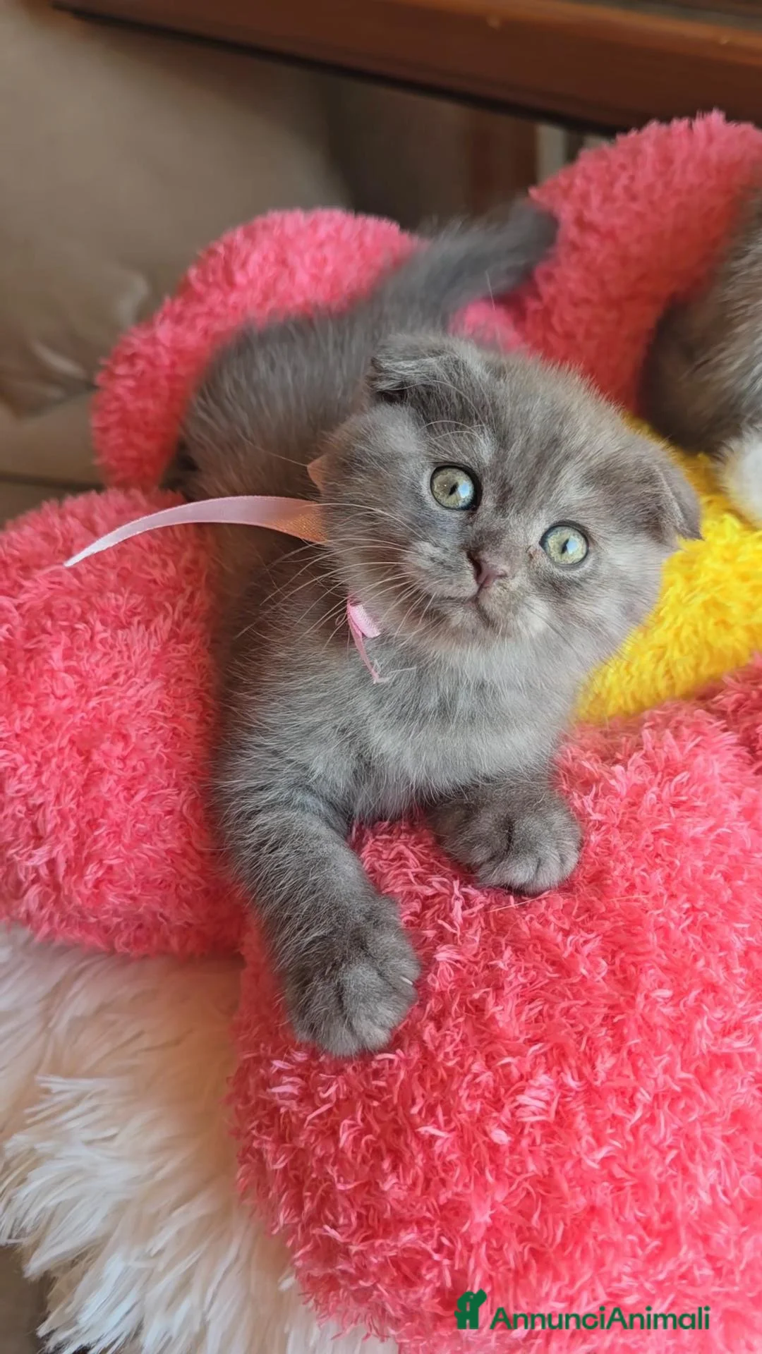 Scottish gatti in vendita: Scottish fold e straight  - Annuncio 2