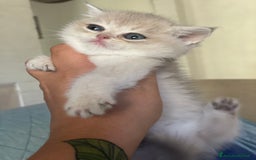 Scottish gatti in vendita: Scottish Straight - Annuncio 6