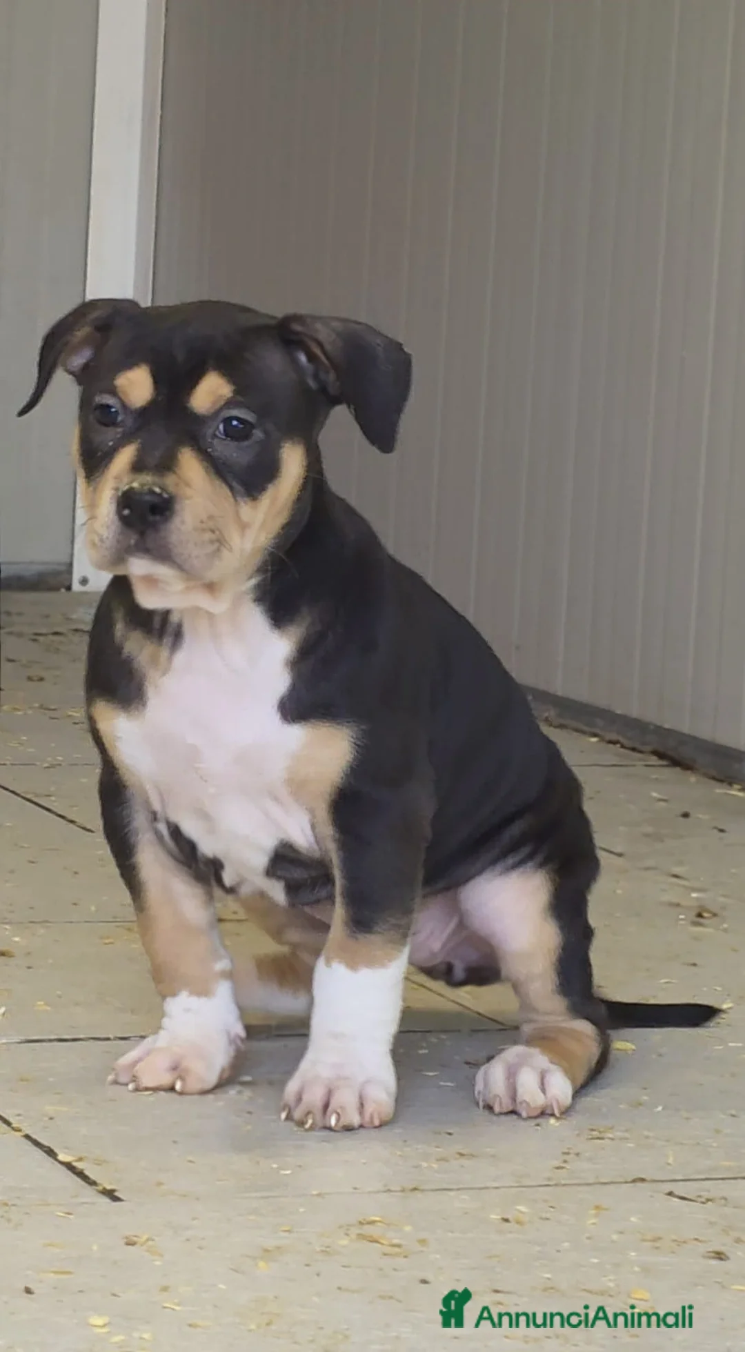 Pitbull cani in vendita:  Super cucciola di American Pitbull Terrier UKC - Annuncio 2